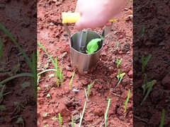 seedling transplanter