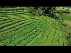 Electric Hedge Trimmer